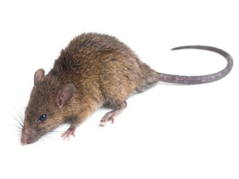 Pest Control for Rat Management: Essential Tips