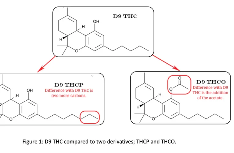 THC-P vs THC: Demystifying the Distinctions