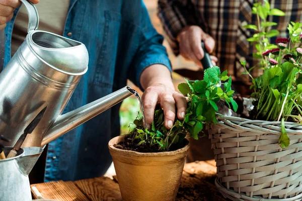 Mastering the Art of Shrub Pruning